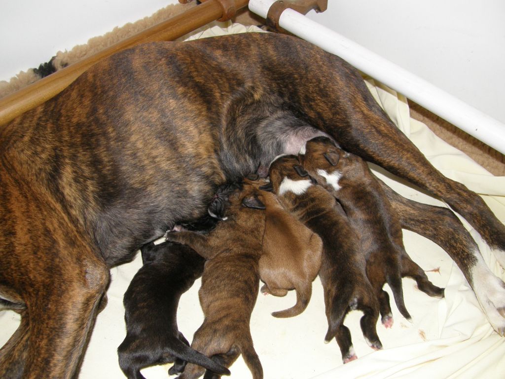 2009 bébés Brenda des Gardiens de Talleyrand x CH Ungaro d la Brévenne