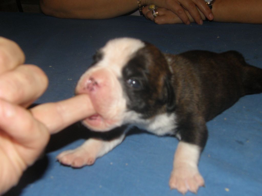 Isa des Gardiens de Talleyrand  <Brenda des Gar.de Tal. X Jir pia BBoy