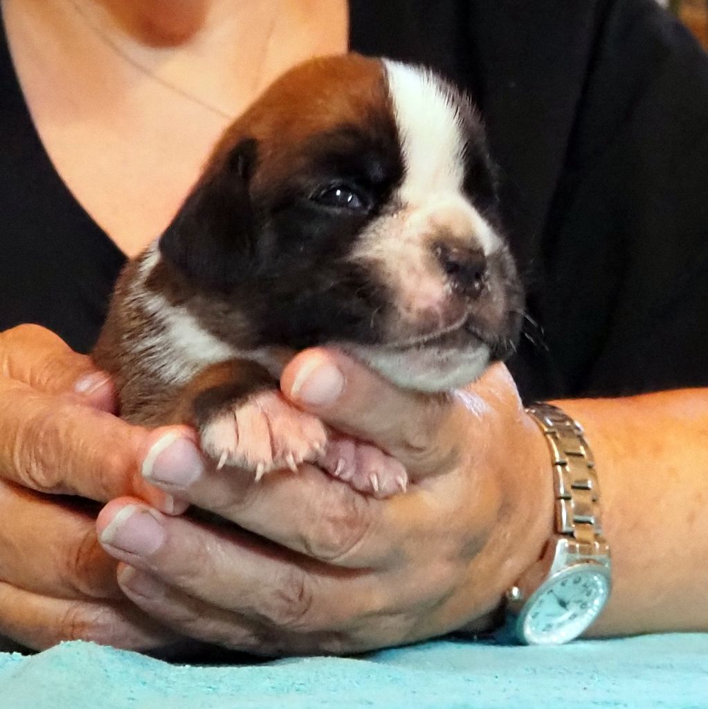 des Gardiens de talleyrand - Chiots disponibles - Boxer