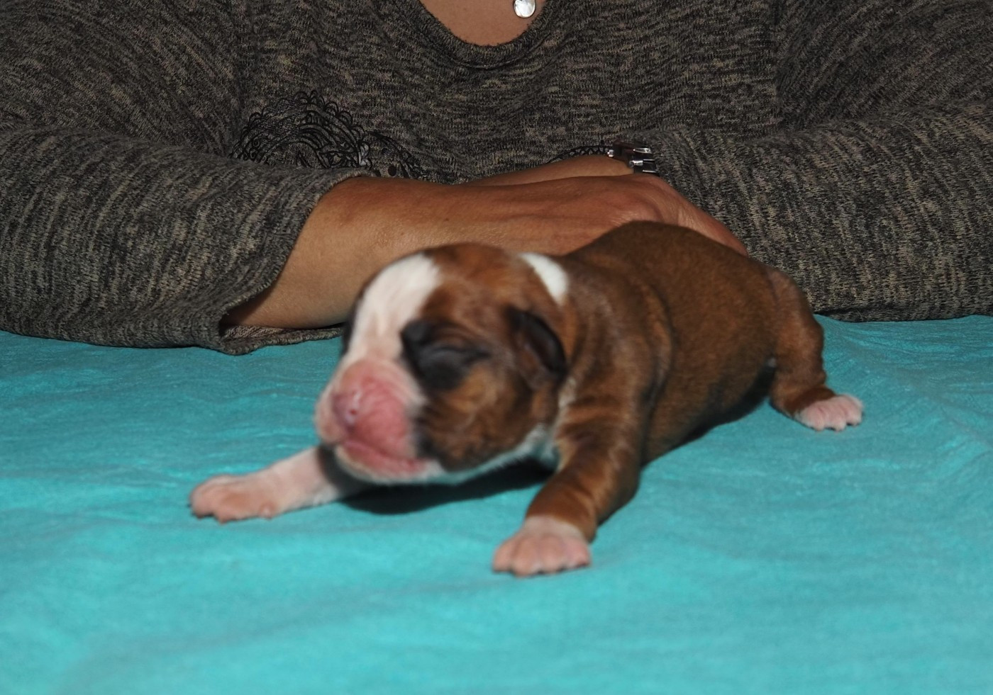 des Gardiens de talleyrand - Chiots disponibles - Boxer