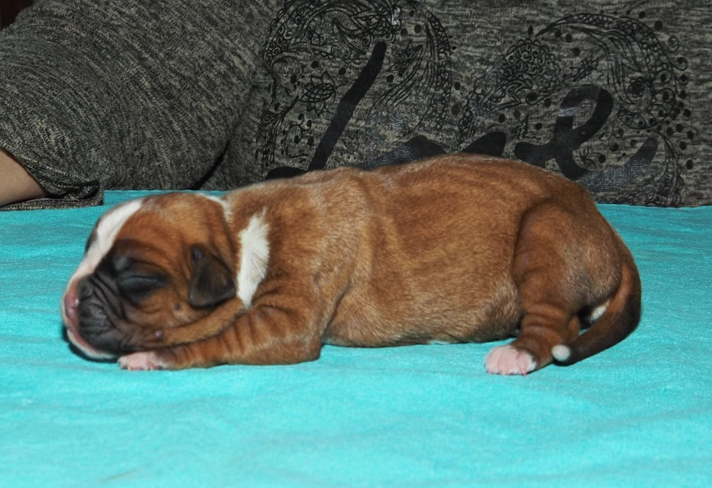 des Gardiens de talleyrand - Chiots disponibles - Boxer
