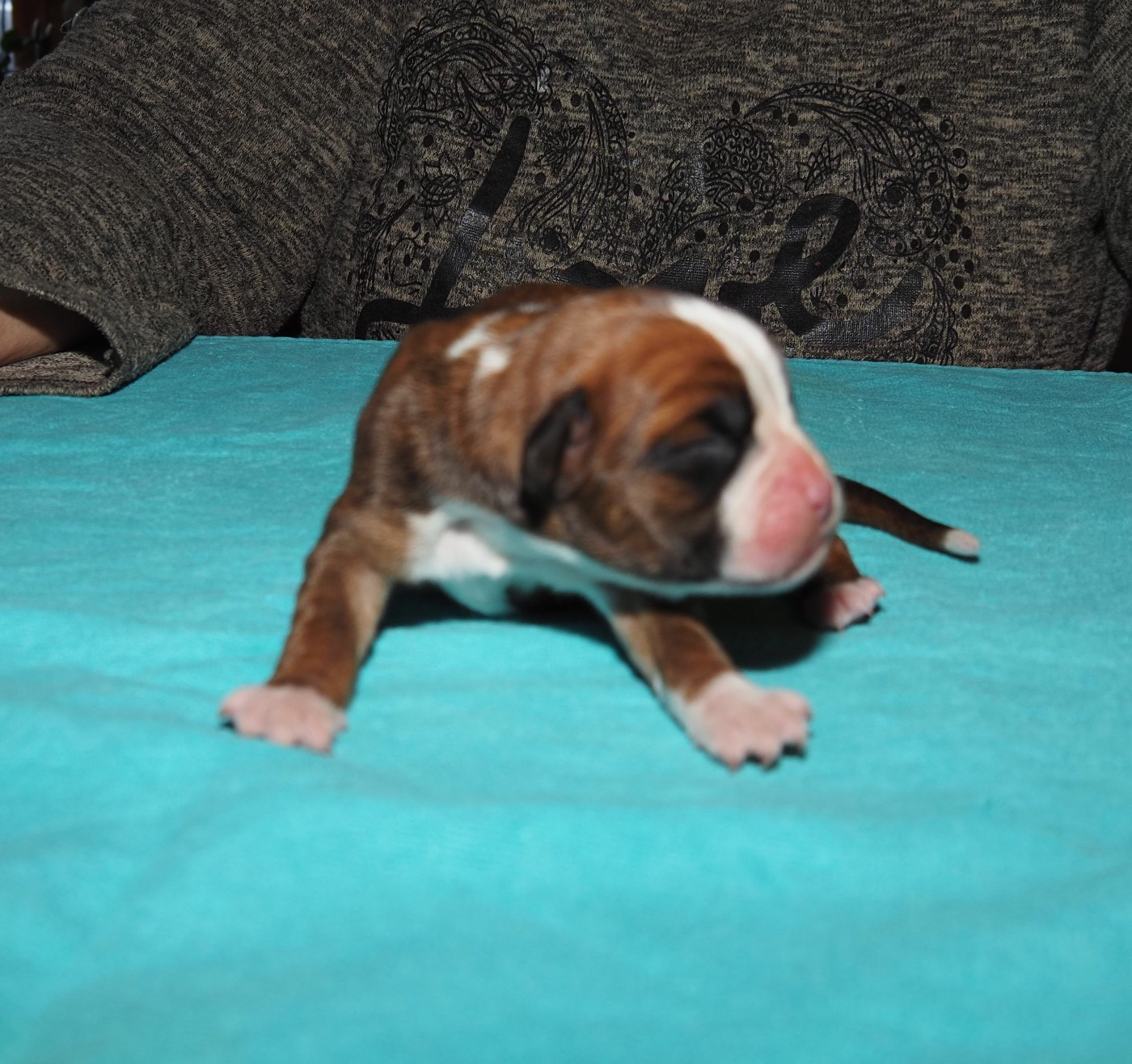 des Gardiens de talleyrand - Chiots disponibles - Boxer