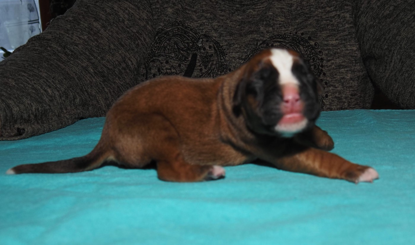 des Gardiens de talleyrand - Chiots disponibles - Boxer