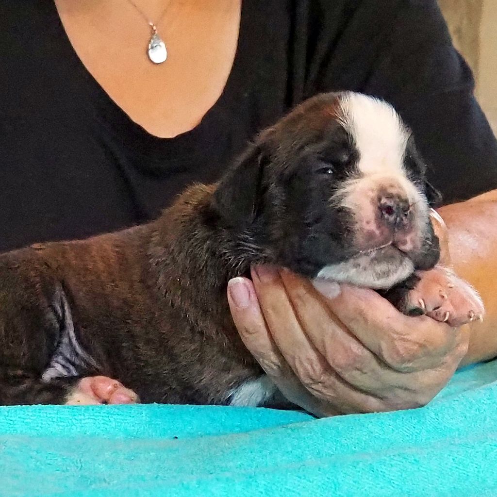 des Gardiens de talleyrand - Chiots disponibles - Boxer