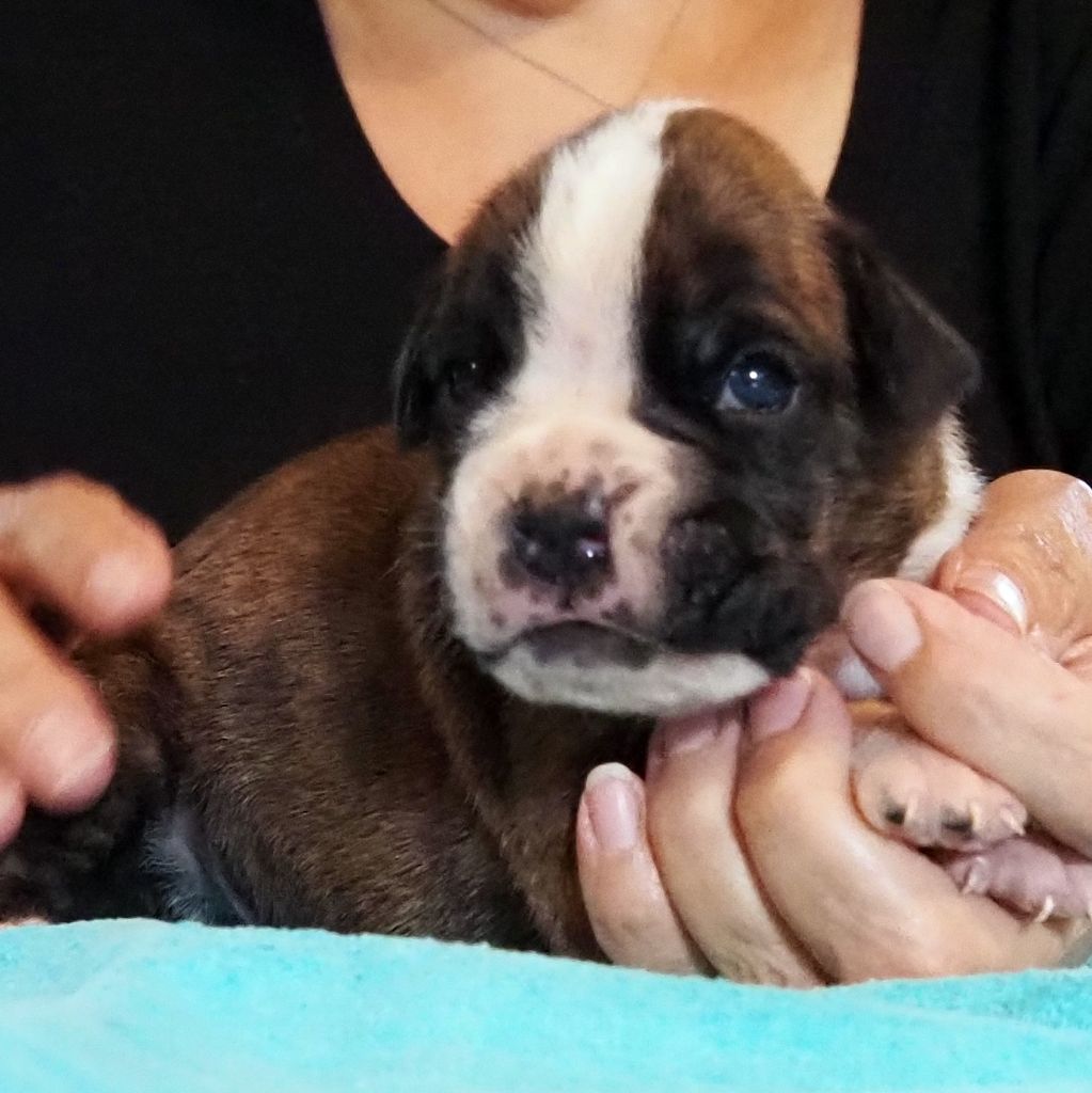 des Gardiens de talleyrand - Chiots disponibles - Boxer