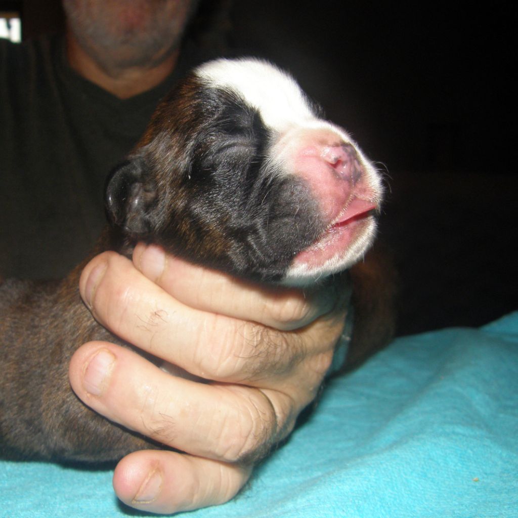 des Gardiens de talleyrand - Chiots disponibles - Boxer