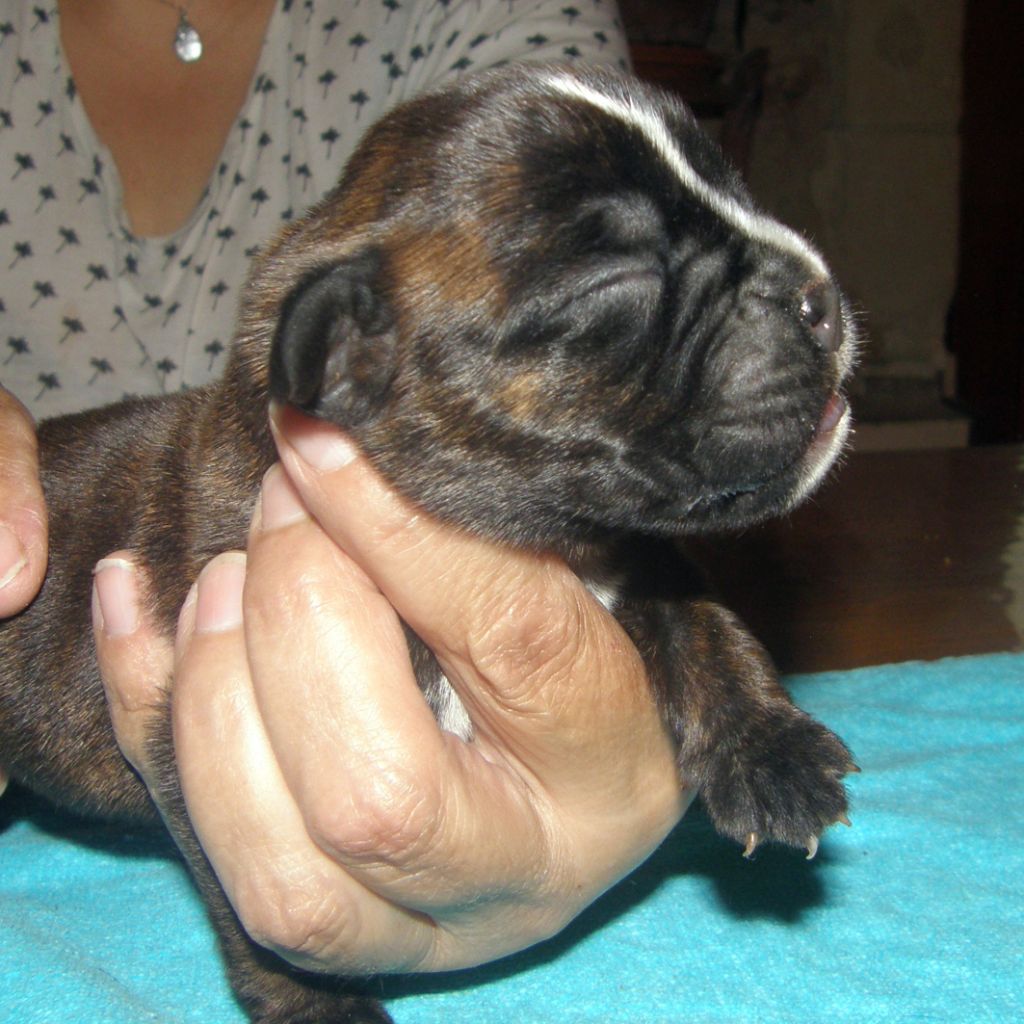 des Gardiens de talleyrand - Chiots disponibles - Boxer