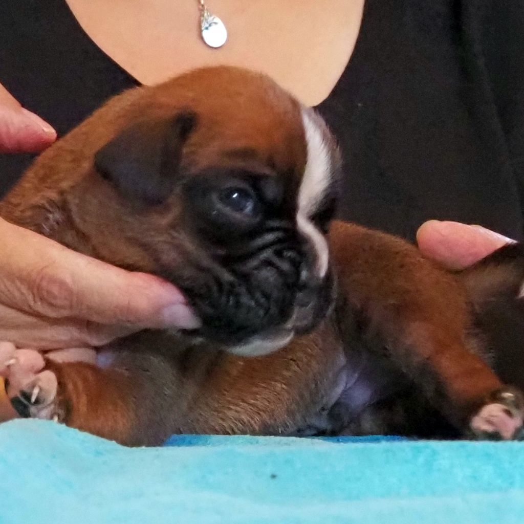 des Gardiens de talleyrand - Chiots disponibles - Boxer