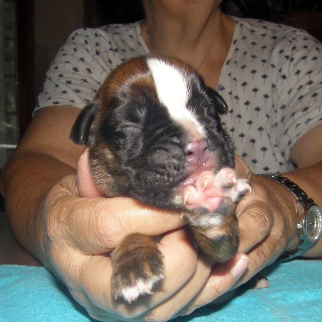 des Gardiens de talleyrand - Chiots disponibles - Boxer