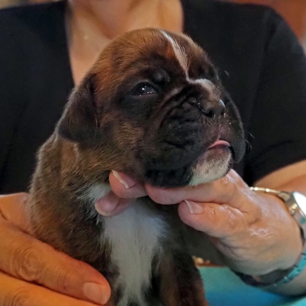 des Gardiens de talleyrand - Chiots disponibles - Boxer