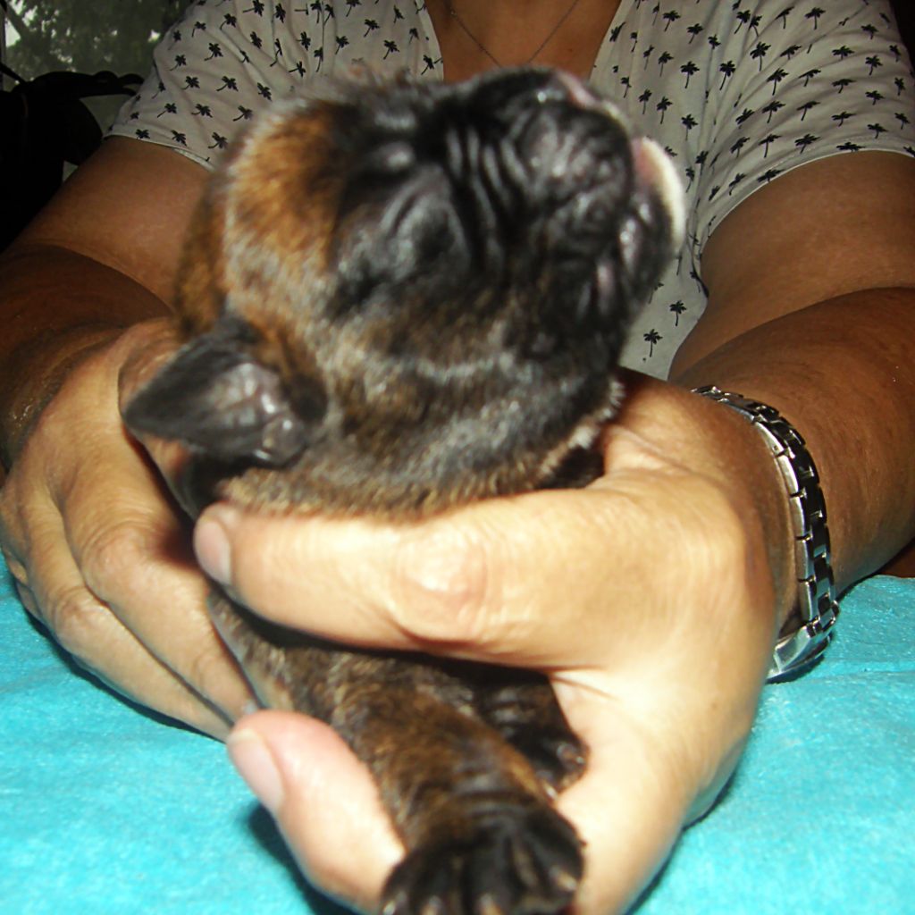 des Gardiens de talleyrand - Chiots disponibles - Boxer