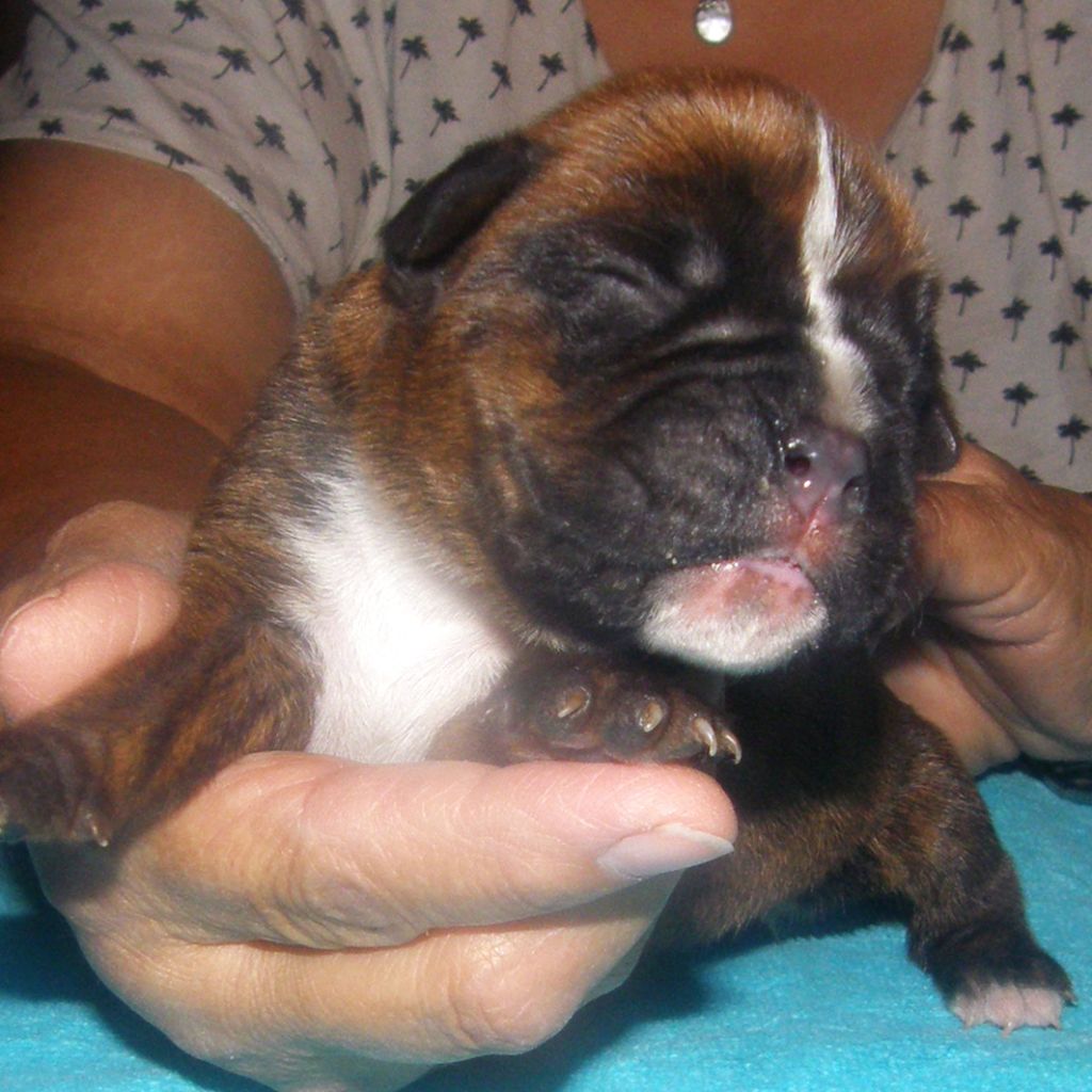 des Gardiens de talleyrand - Chiots disponibles - Boxer