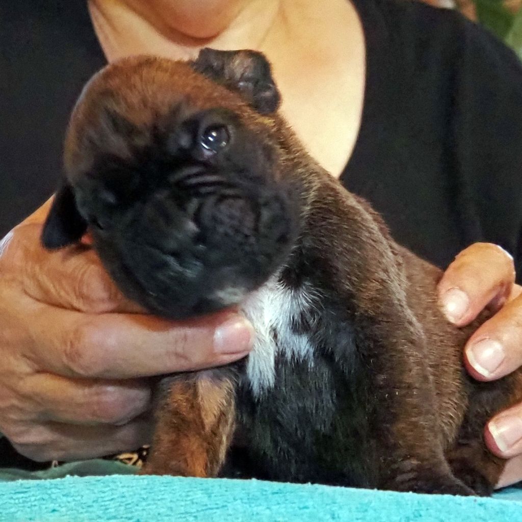 des Gardiens de talleyrand - Chiots disponibles - Boxer