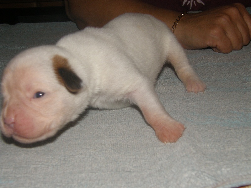 des Gardiens de talleyrand - Boxer - Portée née le 02/11/2013