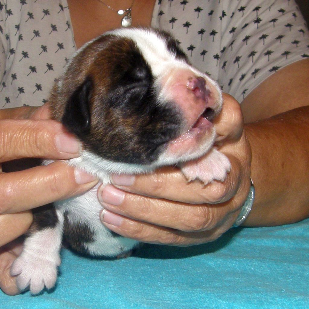 des Gardiens de talleyrand - Chiots disponibles - Boxer