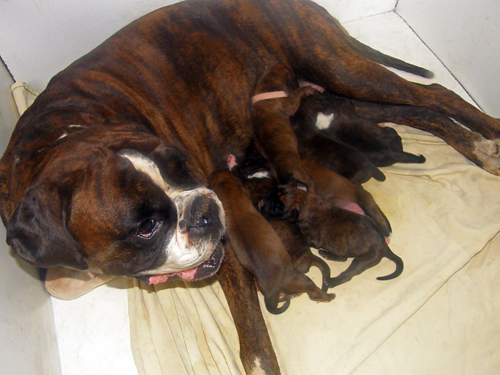 Chiot Boxer des Gardiens de talleyrand