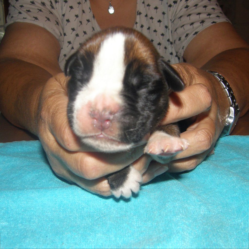 des Gardiens de talleyrand - Chiots disponibles - Boxer